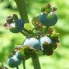 Blueberries