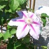 Clematis Dr Ruppel