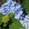 Hydrangea Endless Summer2