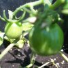 Organic Tomato Green Zebra