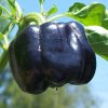 Pepper Purple Beauty