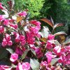 Weigela Wine & Roses