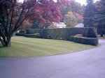 Manicured Hedges