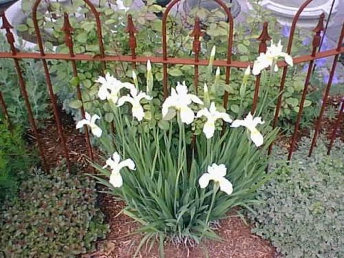 Hoop & Spear Iron Fence with Planting