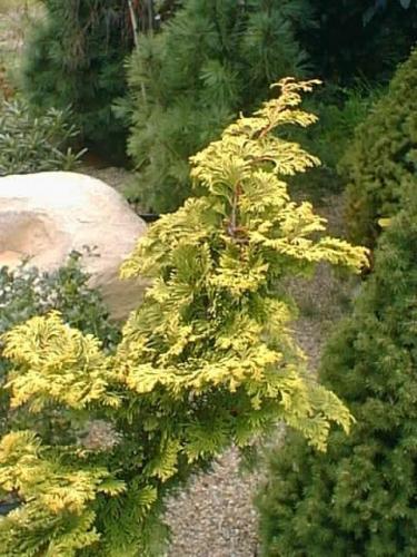 Ornamental Plants & Trees