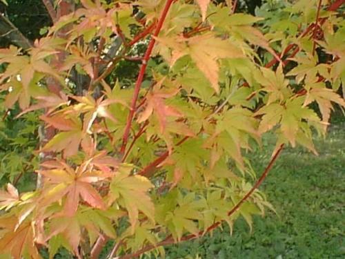 Ornamental Plants & Trees