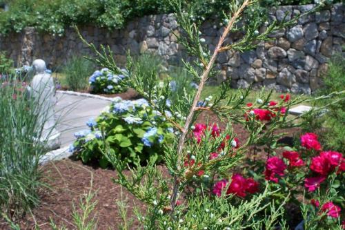 Shrubs, Flowers, & Trees